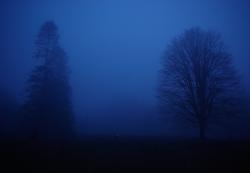 Фотография Vines